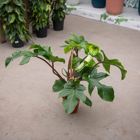 Simegarden Philodendron squamiferum grande