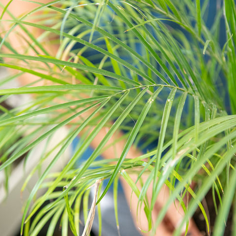 Simegarden Phoenix roebelenii