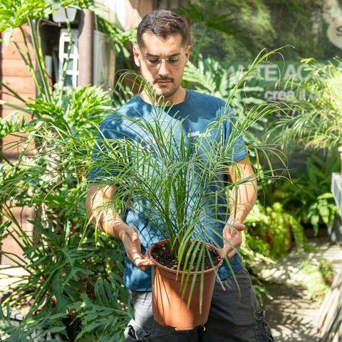 Simegarden Phoenix roebelenii