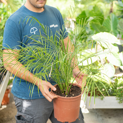 Simegarden Phoenix roebelenii