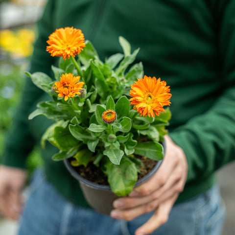 Simegarden Pianta Calendula 14 cm / Arancio
