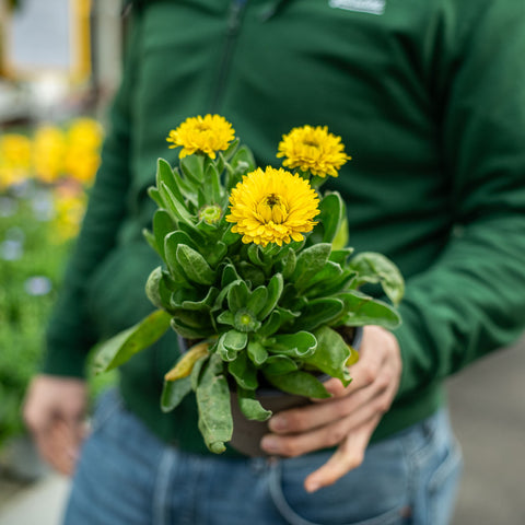 Simegarden Pianta Calendula 14 cm / Giallo