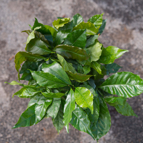 Simegarden Pianta del caffè