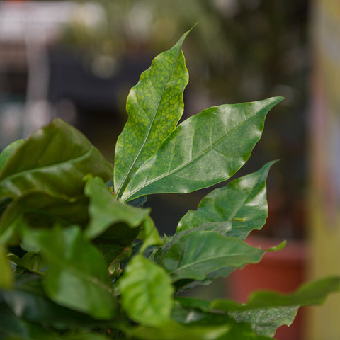Simegarden Pianta del caffè
