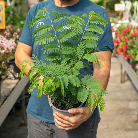 Simegarden Pianta del Tamarindo 17 cm