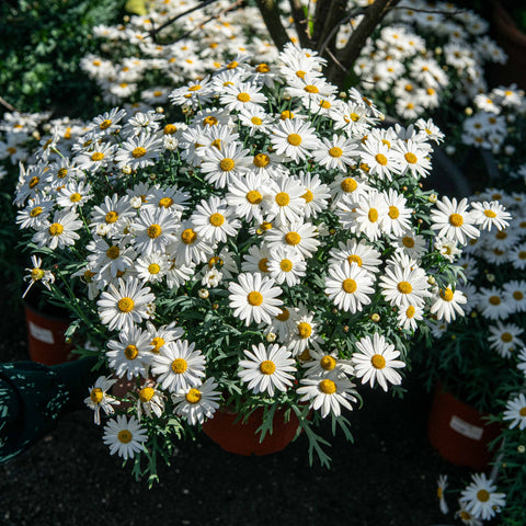 Simegarden Pianta di Margherita 19 cm