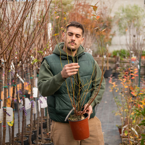 Simegarden Pianta di mirtillo americano Pianta acidofila