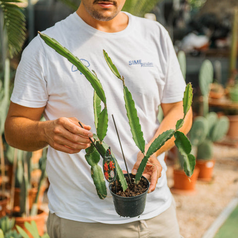 Simegarden Pianta dragon fruit 12cm