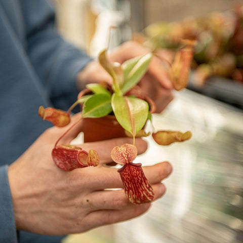 Simegarden Pianta Nepenthes gaya 8.5 cm