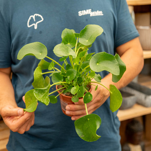 Simegarden Pilea peperomioides baby 11 cm