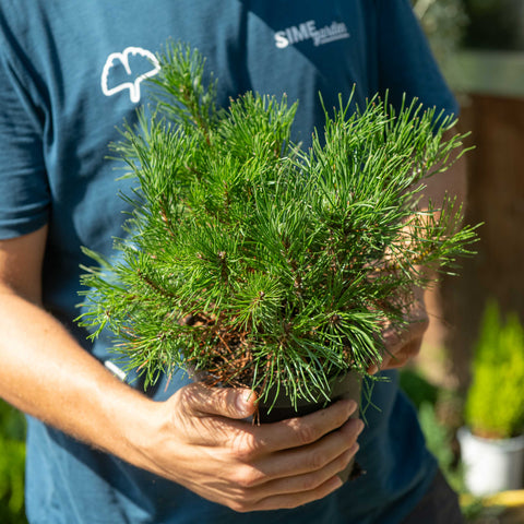 Simegarden Pino mugo pumilio
