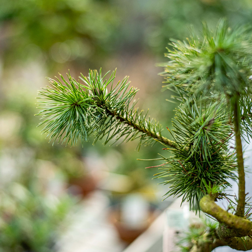 Pino silvestre bonsai - Pinus sylvestris bonsai