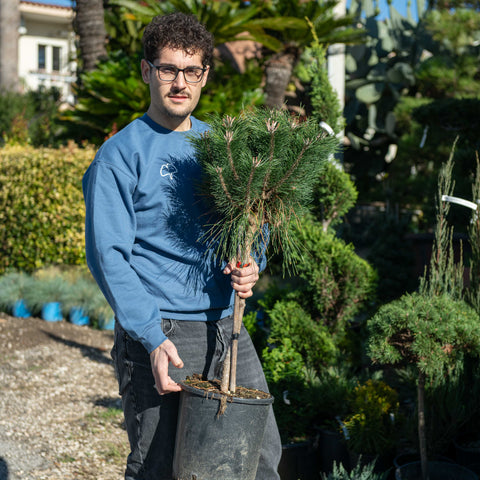 Simegarden Pinus densiflora benelux 24 cm