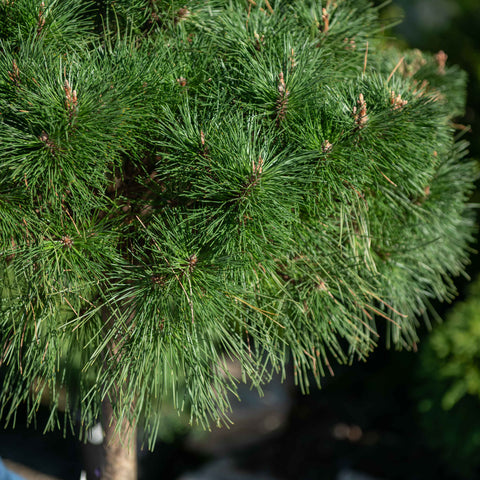 Simegarden Pinus densiflora benelux