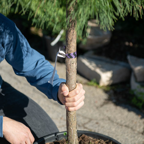 Simegarden Pinus densiflora benelux
