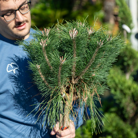 Simegarden Pinus densiflora benelux