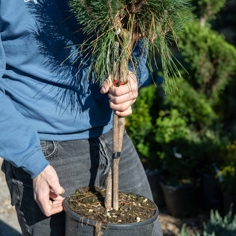 Simegarden Pinus densiflora benelux