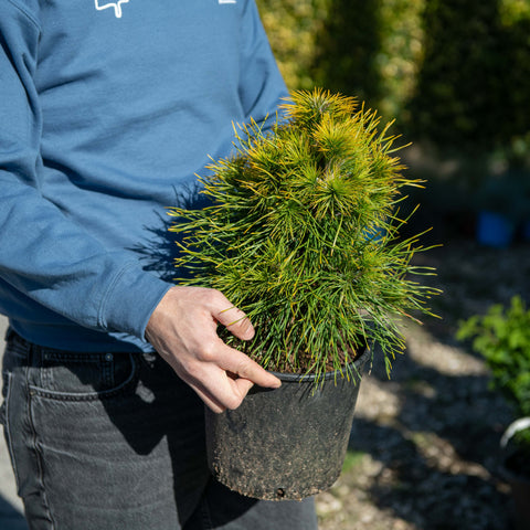 Simegarden Pinus mugo winter gold 24 cm