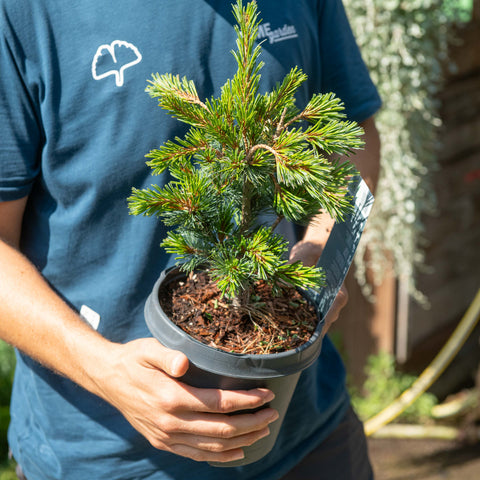Simegarden Pinus parviflora Negishi 19 cm