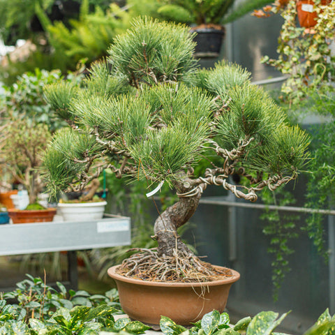 Simegarden Pinus thunbergii bonsai 40 cm
