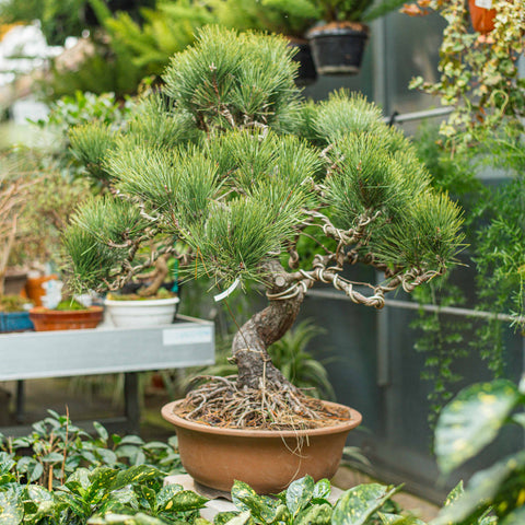 Simegarden Pinus thunbergii bonsai 40 cm