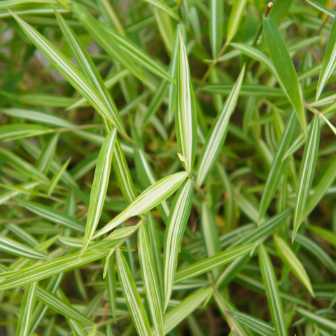 Simegarden Pleioblastus variegatus