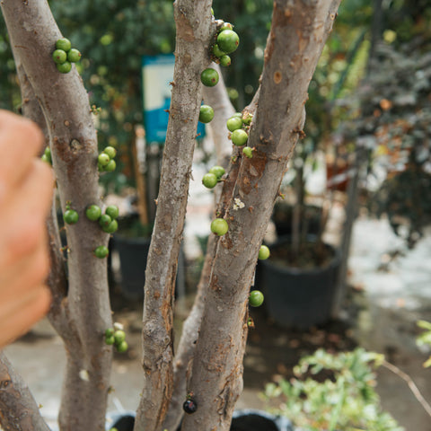 Simegarden Plinia cauliflora