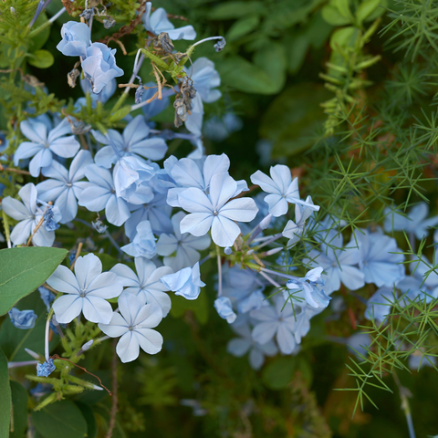 Simegarden Plumbago 14 cm