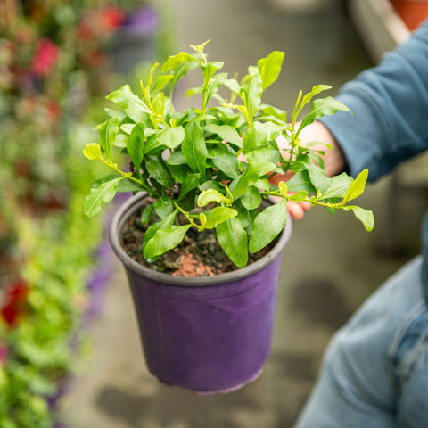 Simegarden Plumbago 17 cm / Senza fiori