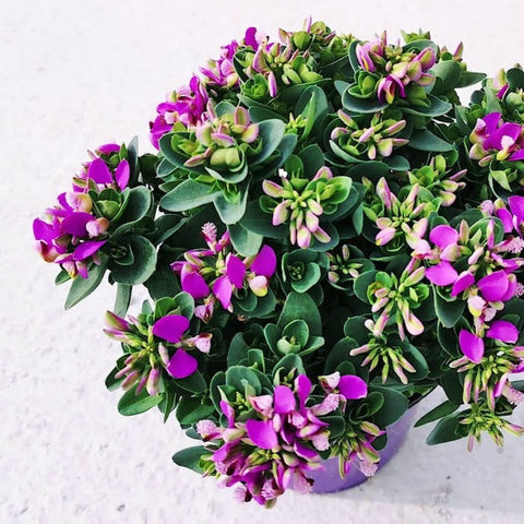 Simegarden Polygala myrtifolia