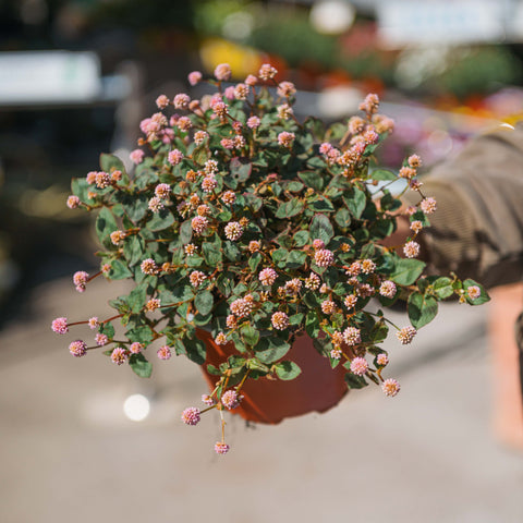 Simegarden Polygonum capitatum