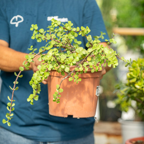 Simegarden Portulacaria afra 24 cm