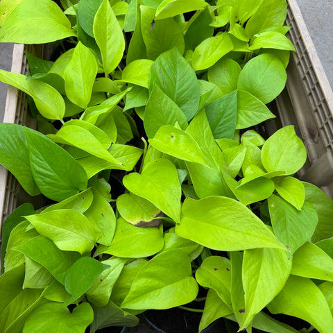 Simegarden Pothos Neon 12 cm - pianta da curare