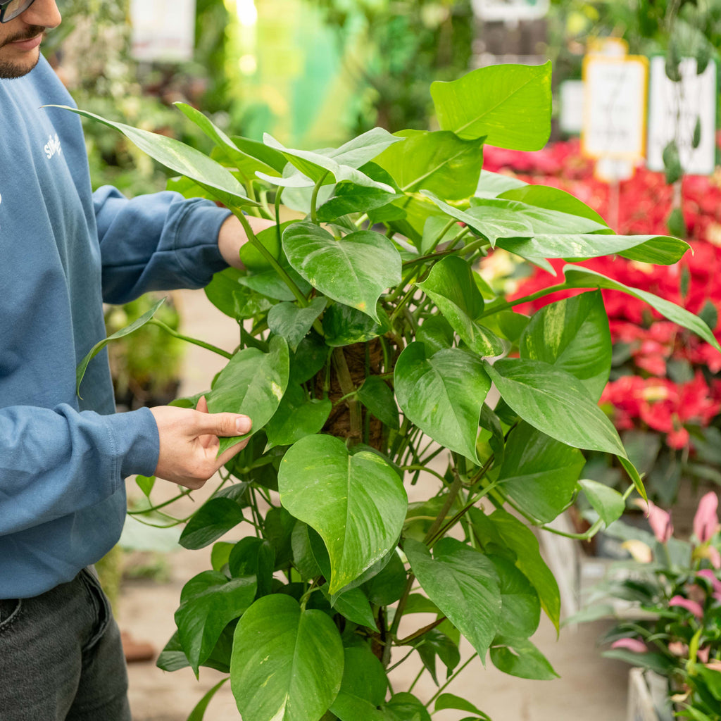pothos pianta Pothos rampicante