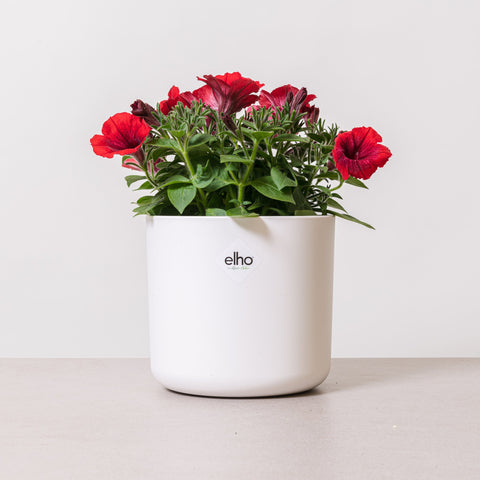 Simegarden Potunia rossa 15 cm