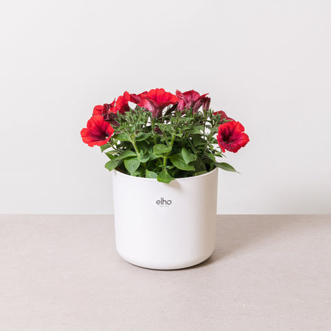 Simegarden Potunia rossa 15 cm