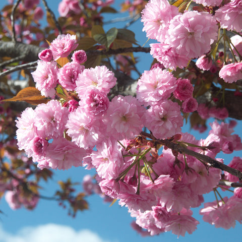 Simegarden Prunus serrulata kanzan 24 cm - albero