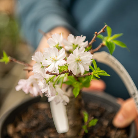 Simegarden Prunus serrulata kiku shidare zakura 18 cm / pre bonsai