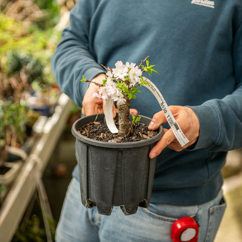 Simegarden Prunus serrulata kiku shidare zakura 18 cm / pre bonsai