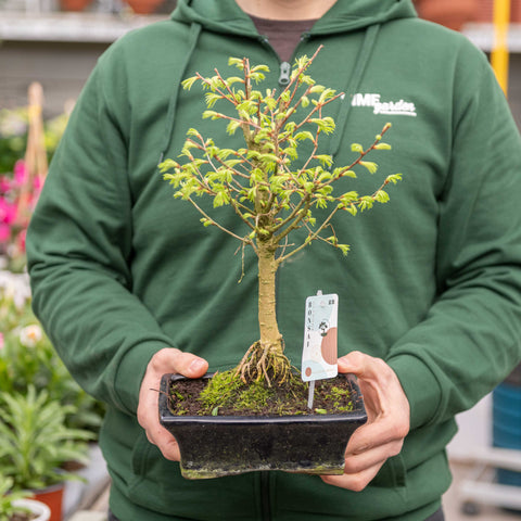 Simegarden Pseudolarix bonsai