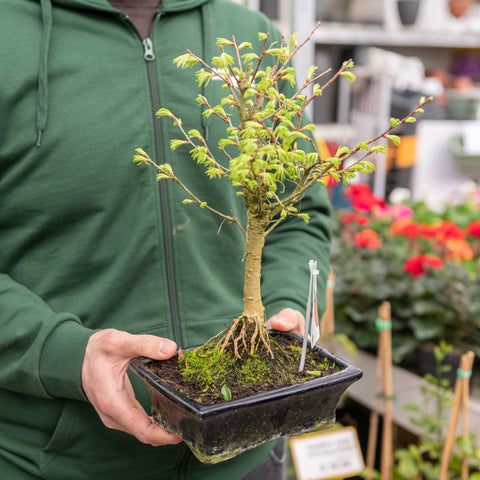 Simegarden Pseudolarix bonsai