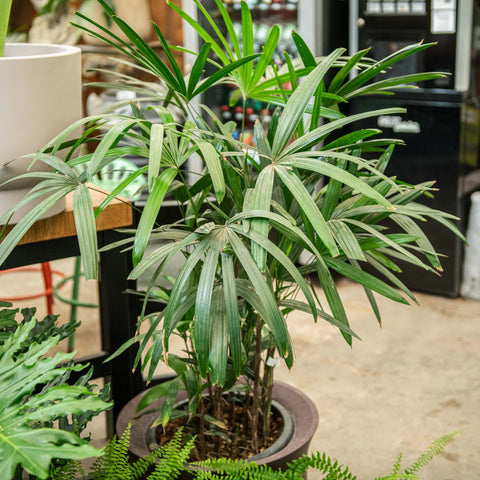 Simegarden Raphis excelsa 28-30 cm