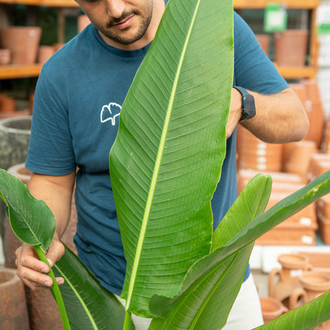 Simegarden Ravenala madagascariensis 24 cm