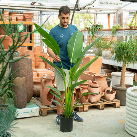 Simegarden Ravenala madagascariensis 24 cm
