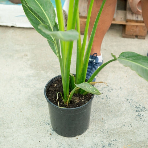 Simegarden Ravenala madagascariensis 24 cm