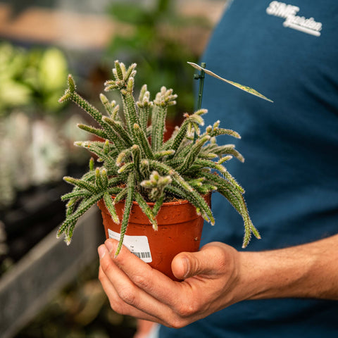 Simegarden Rhipsalis baccifera horrida 12 cm