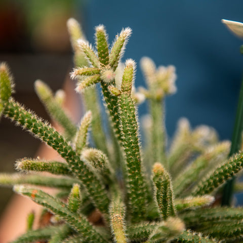 Simegarden Rhipsalis baccifera horrida 12 cm