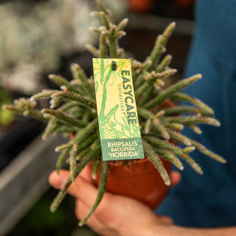 Simegarden Rhipsalis baccifera horrida 12 cm