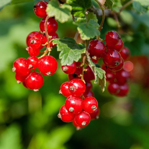 Simegarden Ribes rosso 15 cm