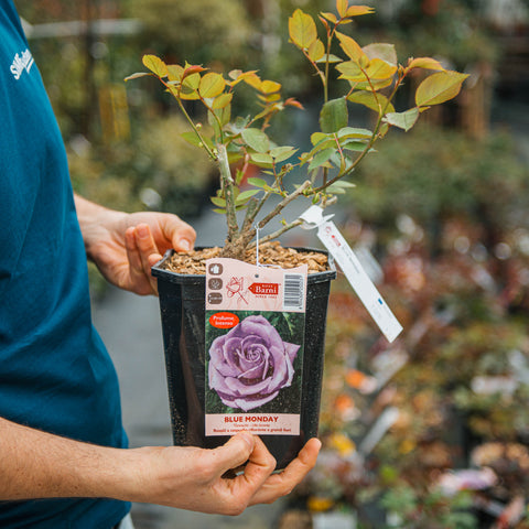 Simegarden Rosa Blue Monday 18 cm